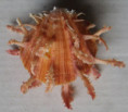 /products/spondylus-regius-nux-reeve-1856/